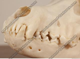 photo reference of skull 0019